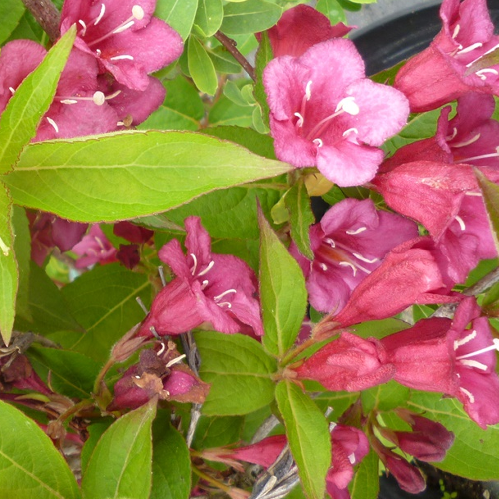 Weigela Bristol Ruby (9cm)