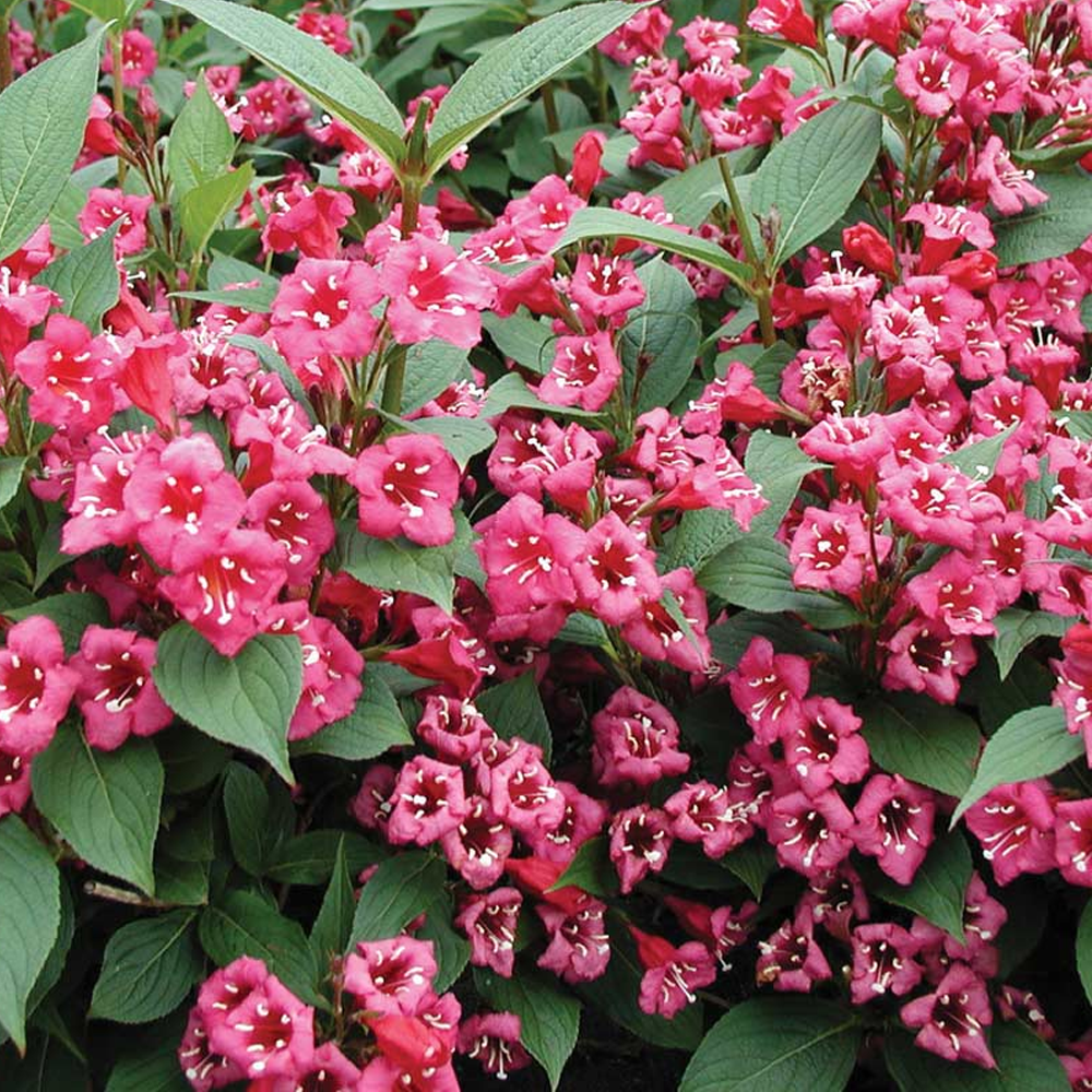 Weigela Bristol Ruby (9cm)