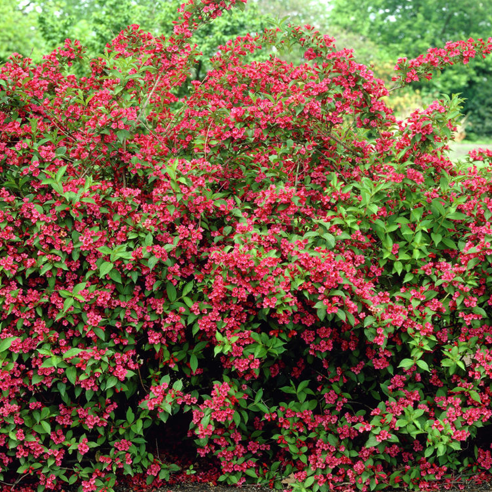 Weigela Bristol Ruby (9cm)