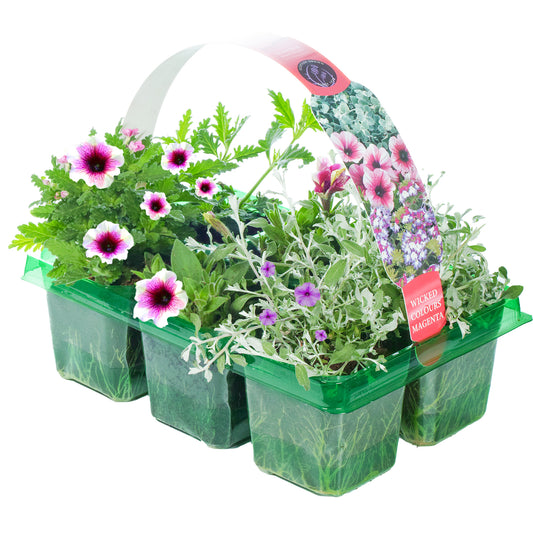 Basket Plants - Wicked Magenta Mixed Variety (6 Pack)