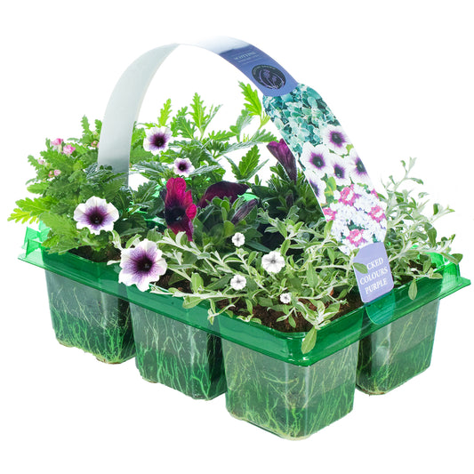 Basket Plants - Wicked Purple Mixed Variety (6 Pack)