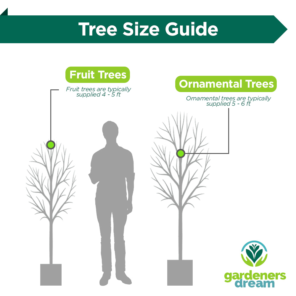 Prunus Gotemba Tree (12L, 5-6ft)