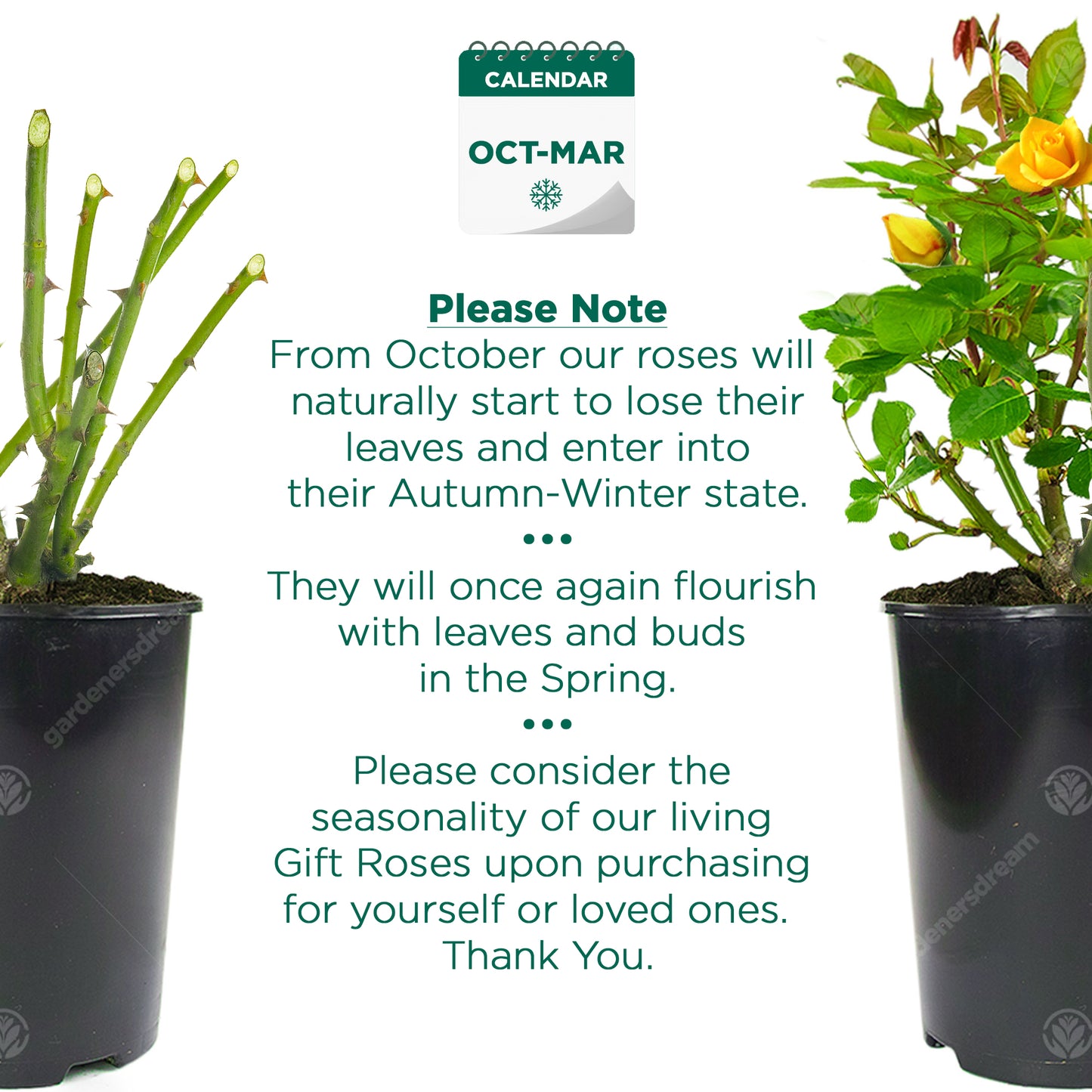 Potted Rose - Yellow