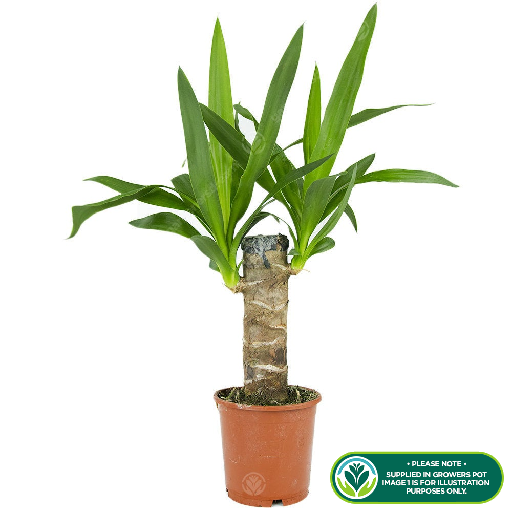 Yucca Elephantipes (12cm,40-50cm) V1