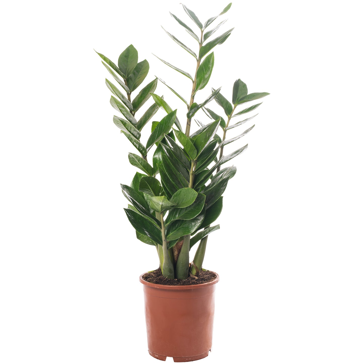 Zamioculcas Zamiifolia