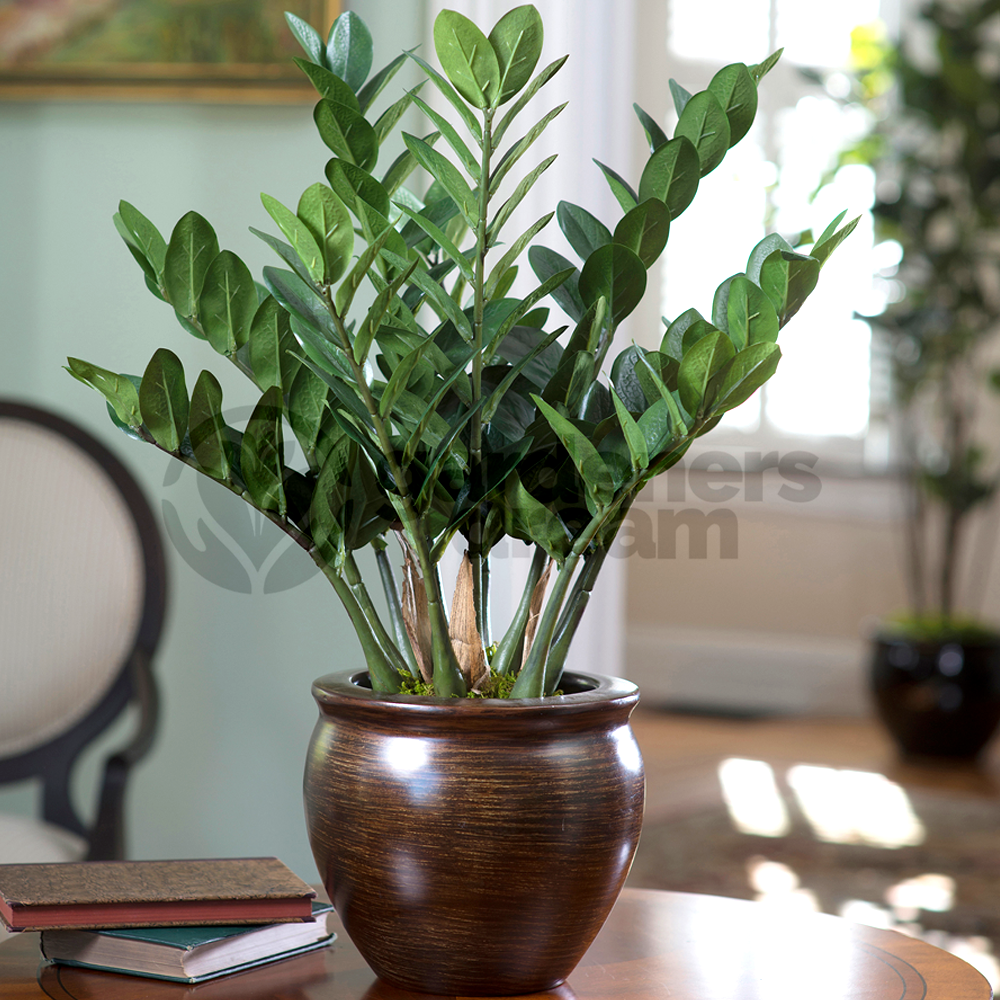 Zamioculcas zamiifolia (13cm)