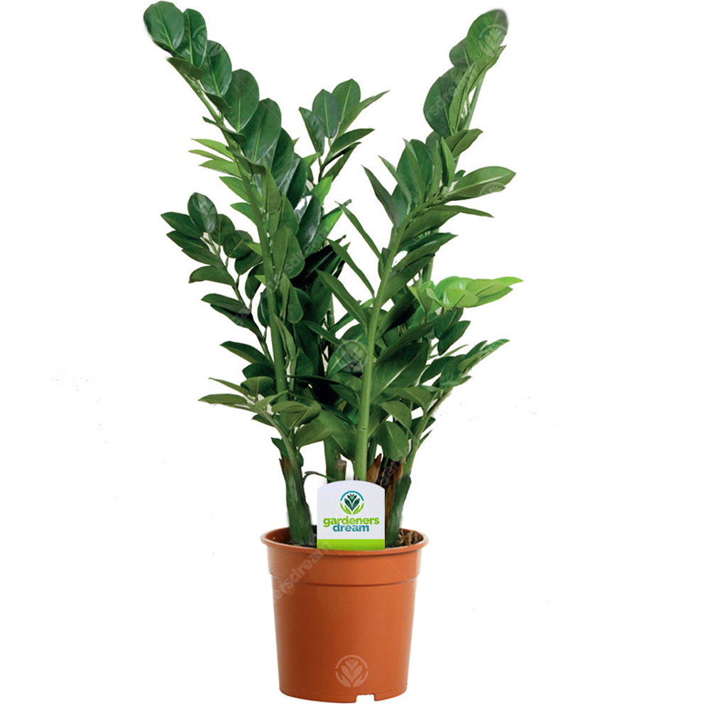 Zamioculcas zamiifolia (13cm)