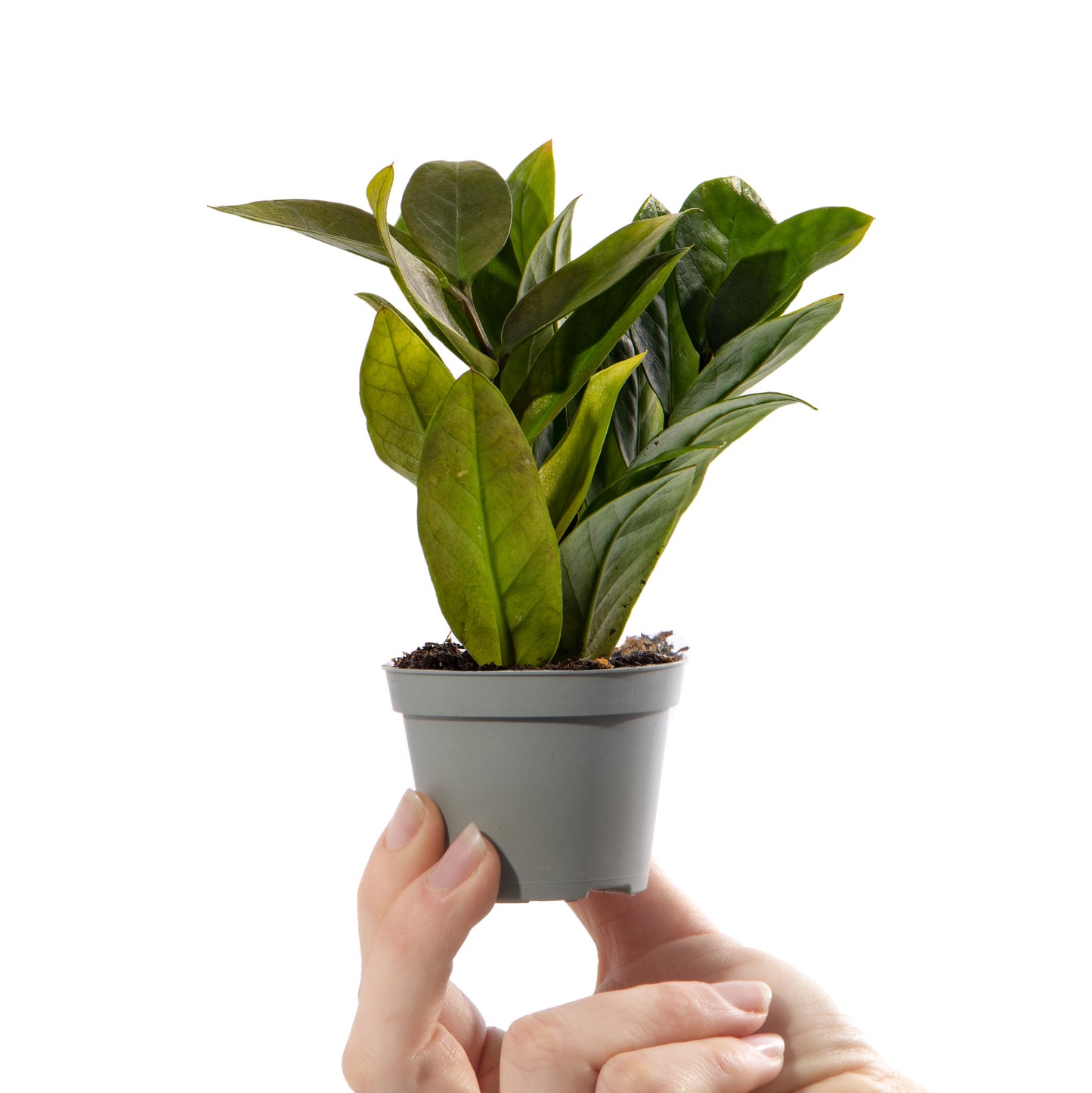 Baby Plants - Zamioculcas Zamiifolia