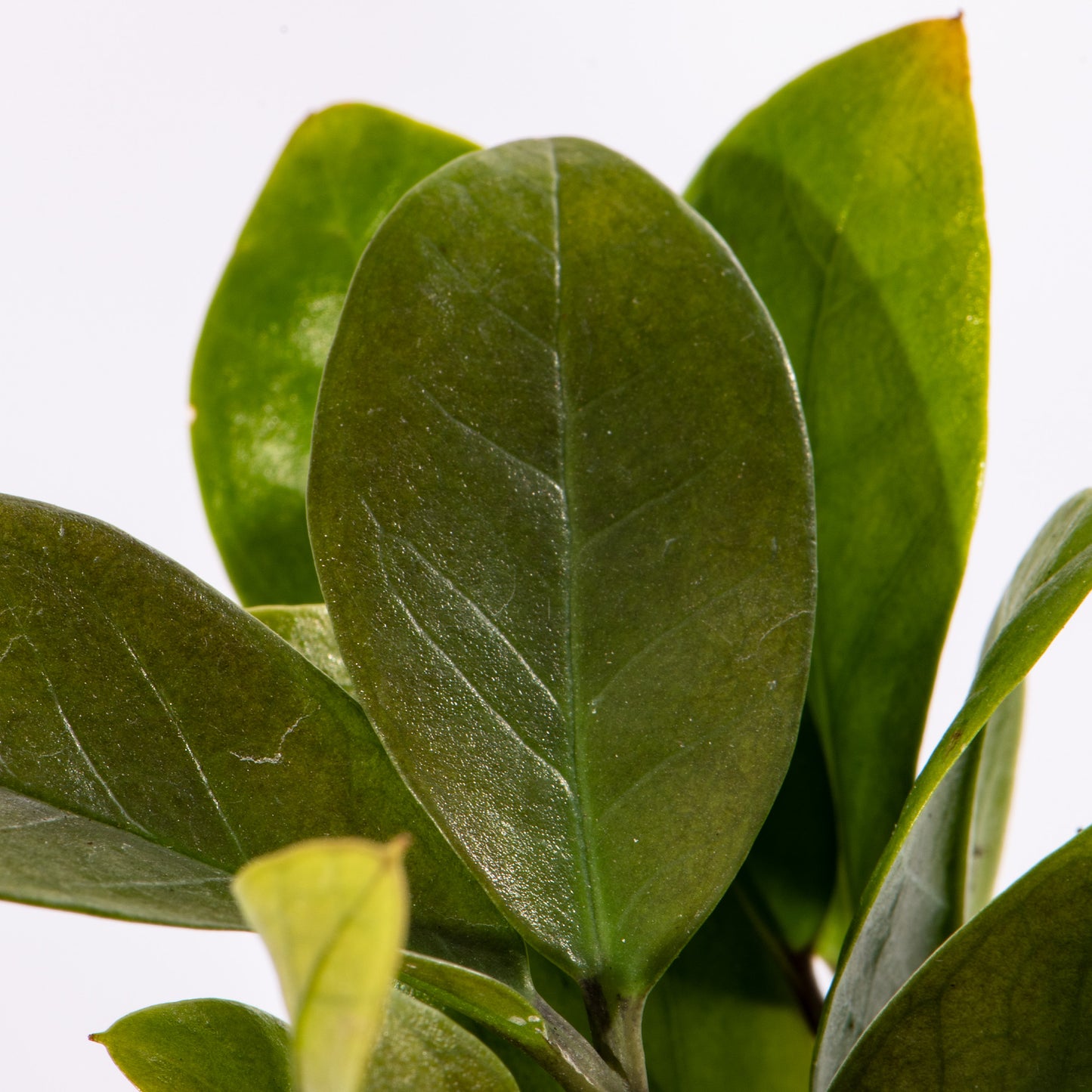 Baby Plants - Zamioculcas Zamiifolia