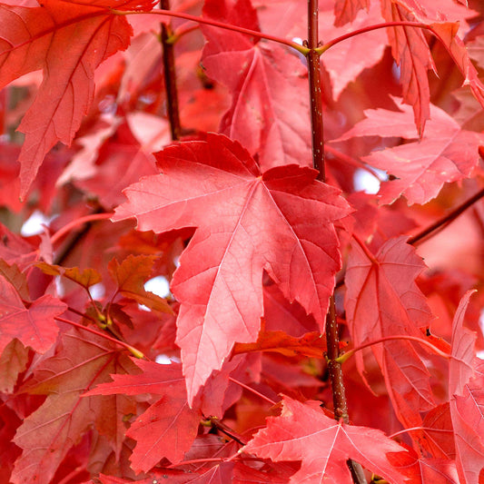 Acer freemanii 'Jeffersred' (10L, 5-6ft)