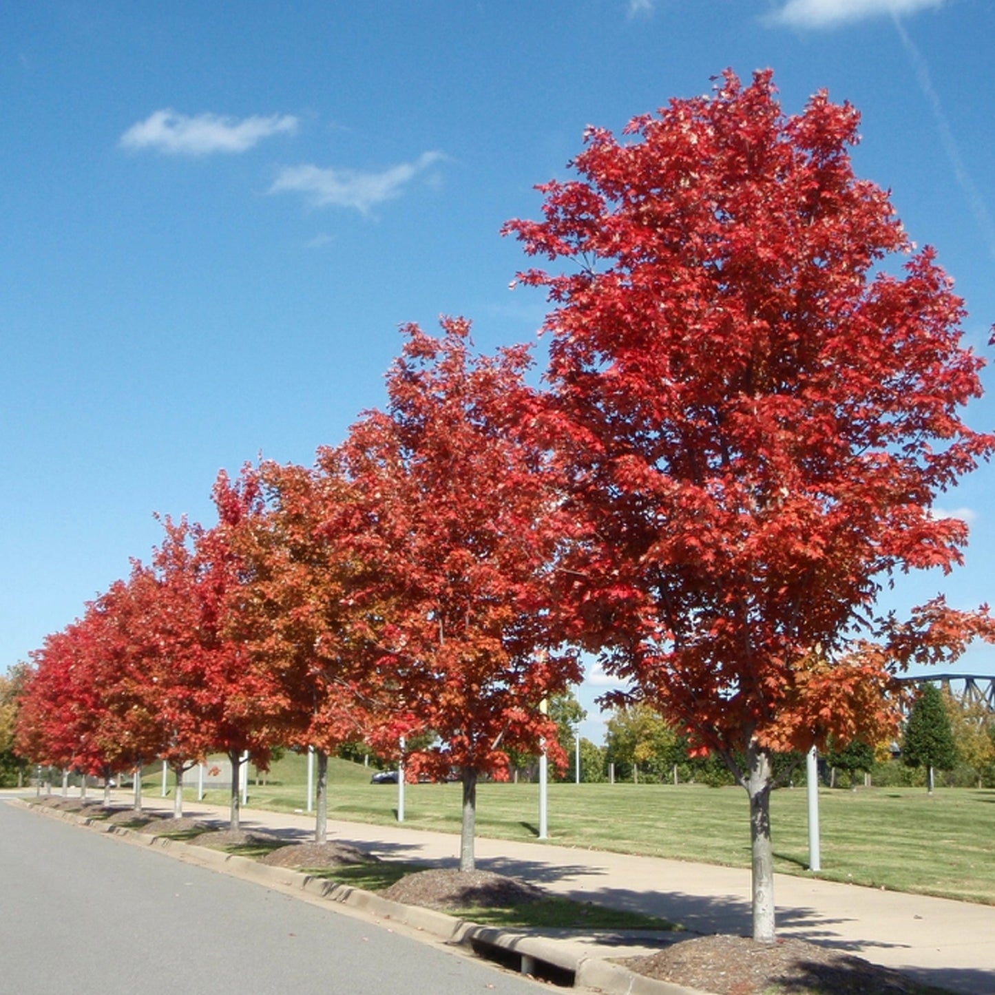 Acer freemanii 'Jeffersred' (10L, 5-6ft)