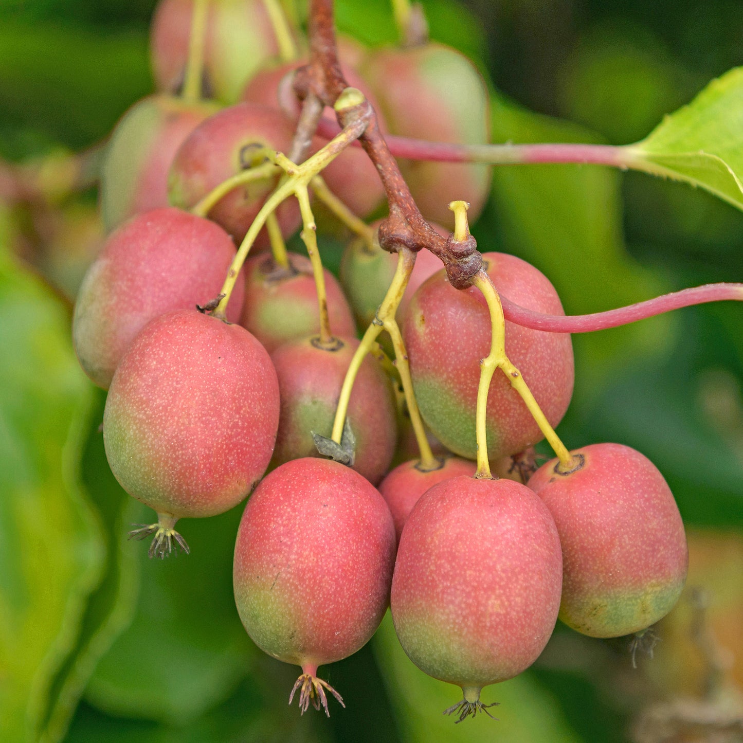 Kiwi - Actinidia Ananasnaya