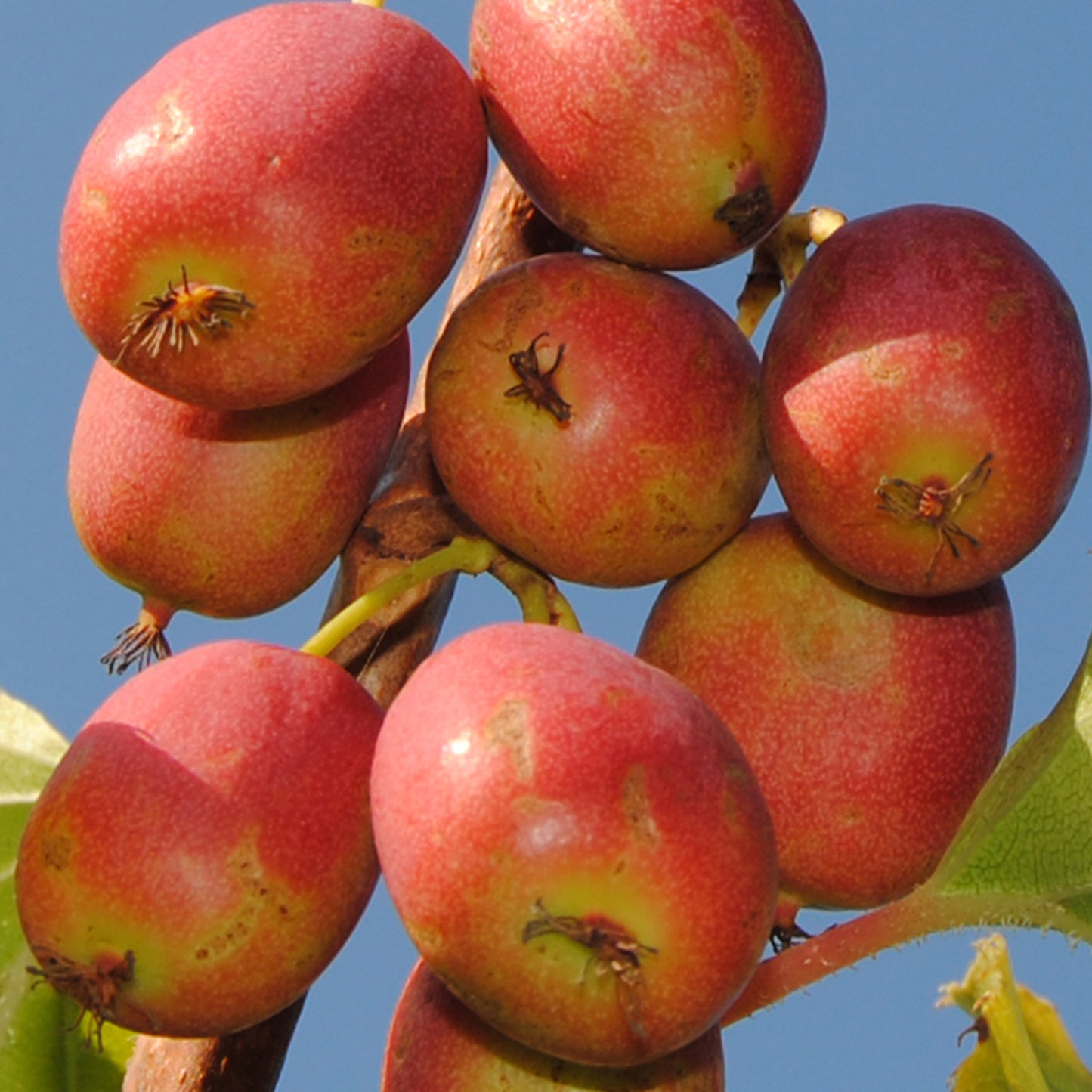 Kiwi - Actinidia Ananasnaya