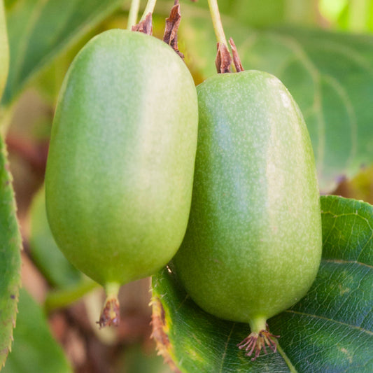 Kiwi - Actinidia Jumbo