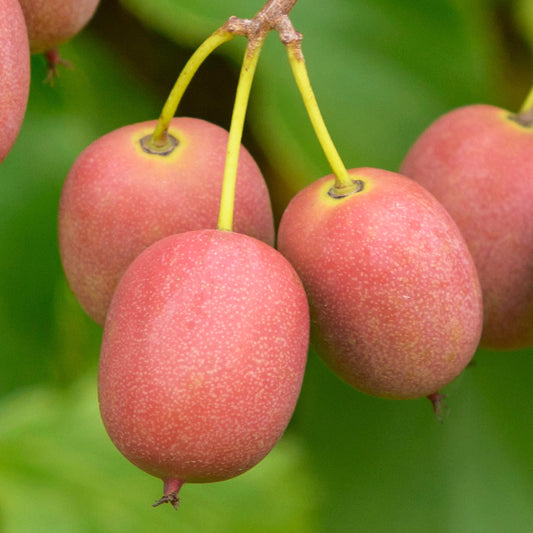 Kiwi - Actinidia Kens Red