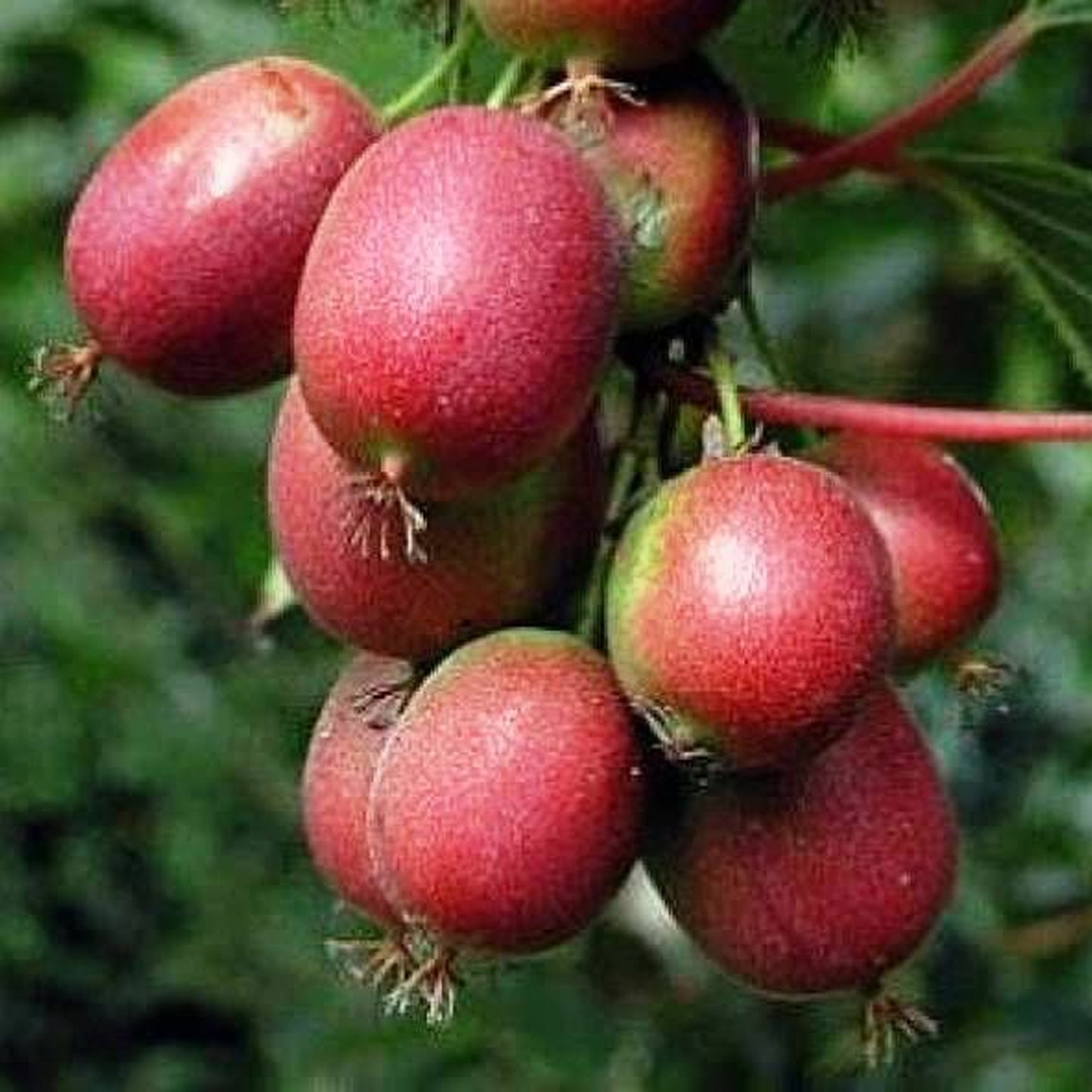 Kiwi - Actinidia Kens Red