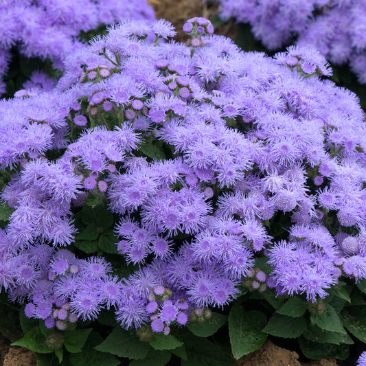 Bedding Plants - Ageratum F1 Champion Blue (6 Pack)