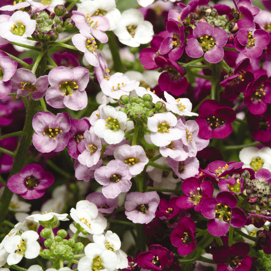 Bedding Plants - Alyssum Clear Mixed (10 Pack)