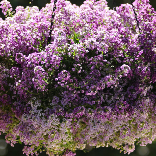 Bedding Plants - Alyssum Clear Crystal Purple (10 Pack)