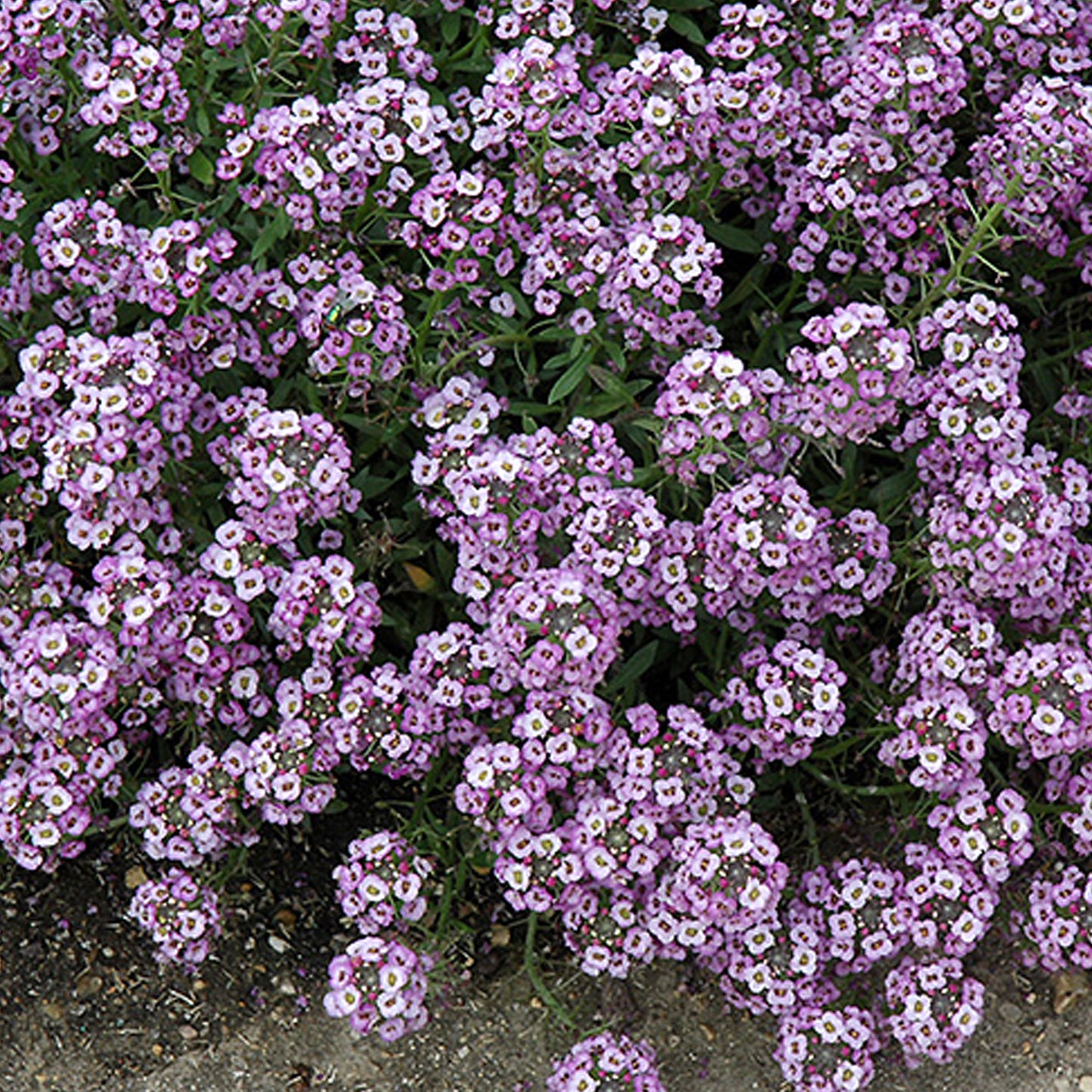 Bedding Plants - Alyssum Clear Crystal Purple (10 Pack)