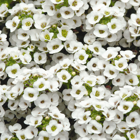 Bedding Plants - Alyssum Clear Crystal White (10 Pack)
