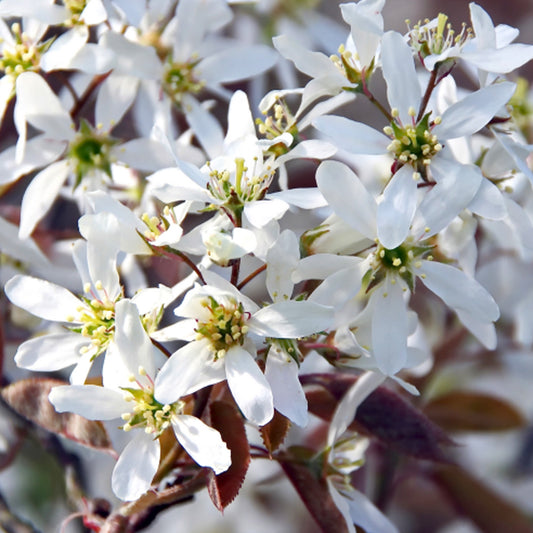Amelanchier Canadensis Tree (12L, 5-6ft)