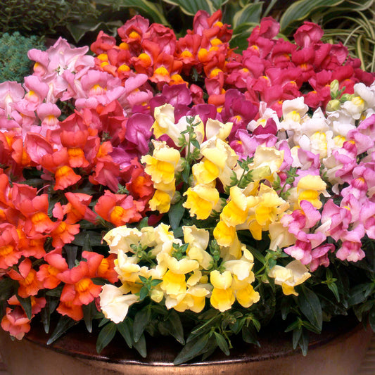 Bedding Plants - Antirrhinum F1 Appeal Mixed (6 Pack)