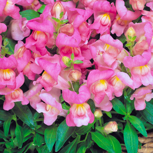 Bedding Plants - Antirrhinum F1 Appeal Pink (6 Pack)