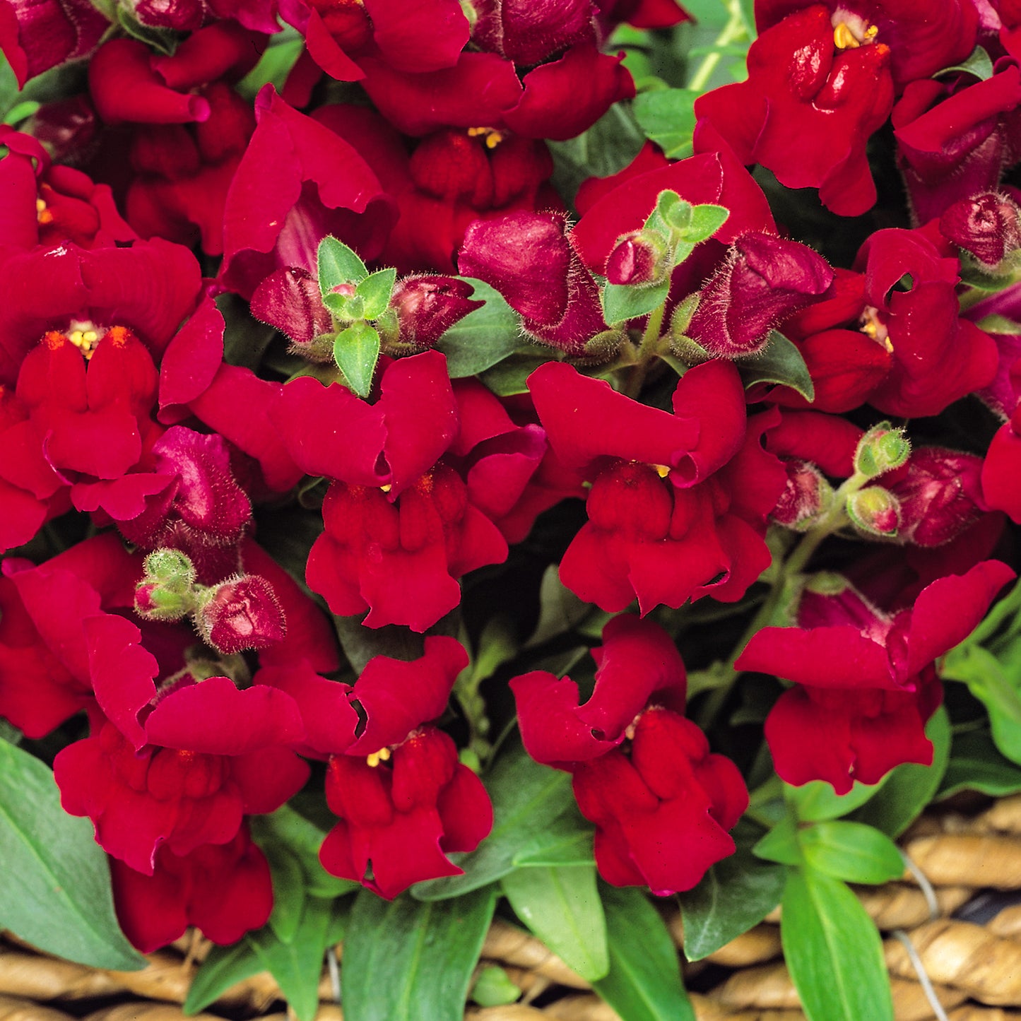 Bedding Plants - Antirrhinum F1 Appeal Red (6 Pack)