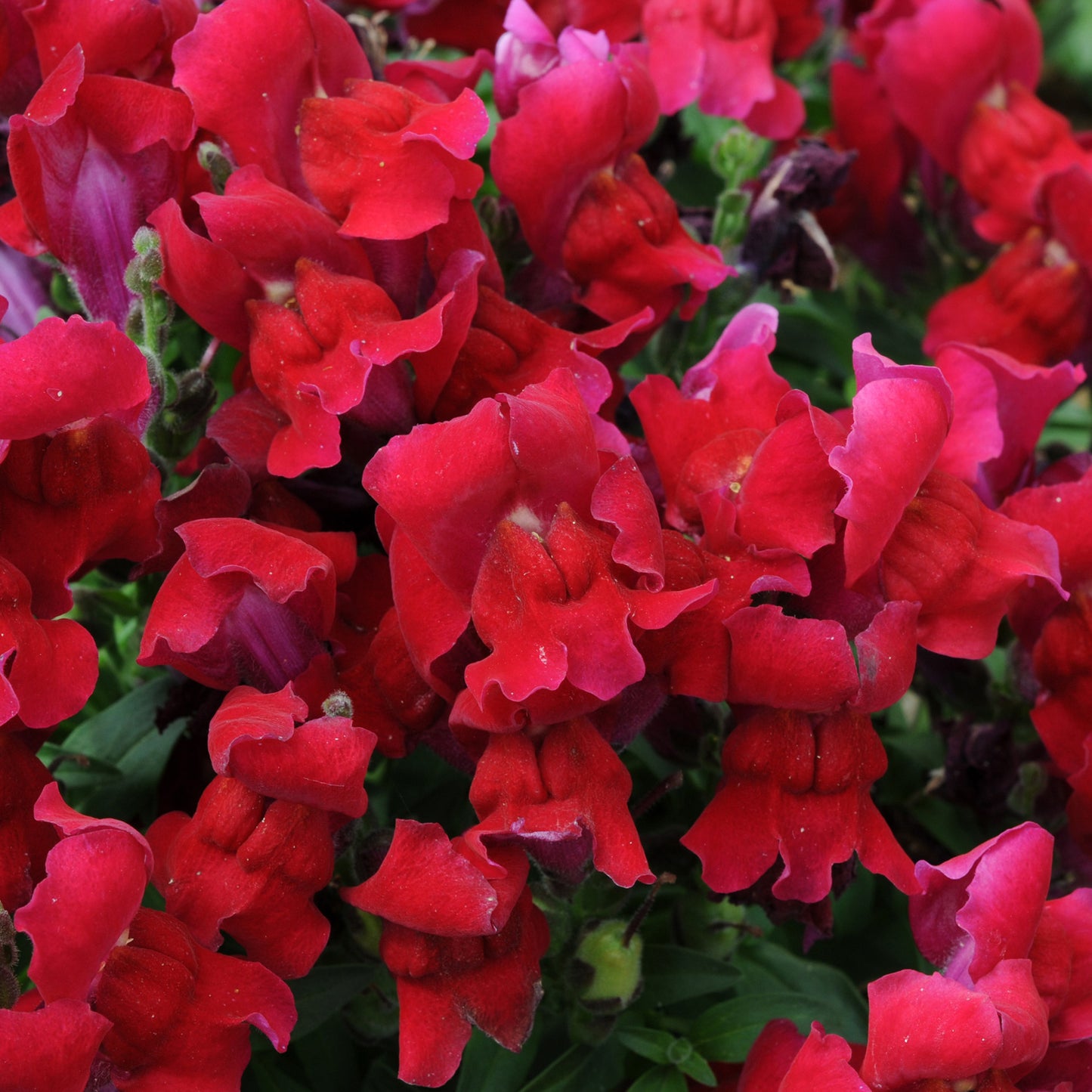 Bedding Plants - Antirrhinum F1 Appeal Red (6 Pack)