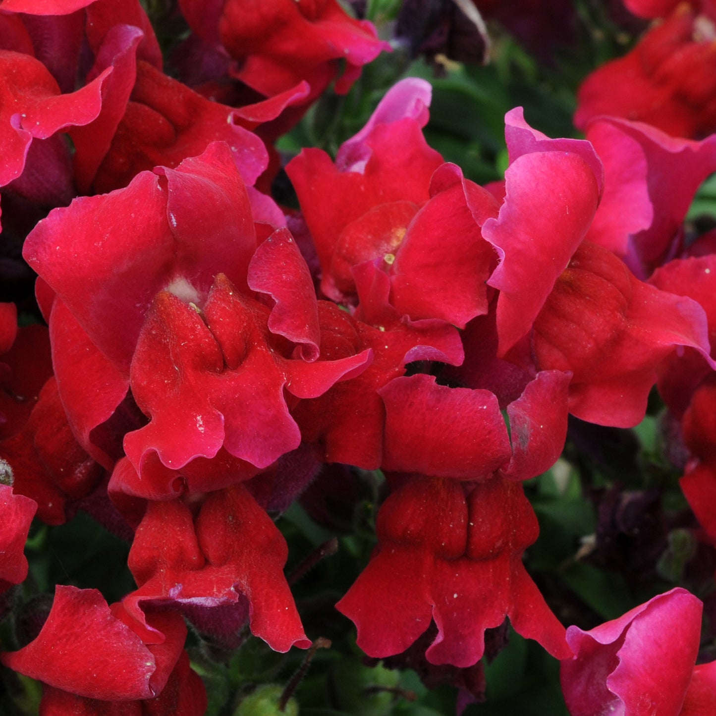 Bedding Plants - Antirrhinum F1 Appeal Red (6 Pack)