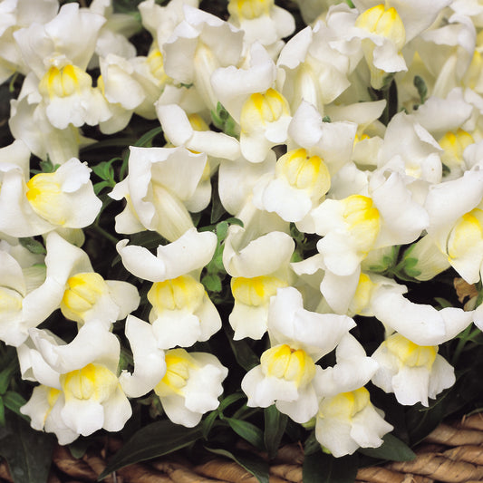 Bedding Plants - Antirrhinum F1 Appeal White (6 Pack)