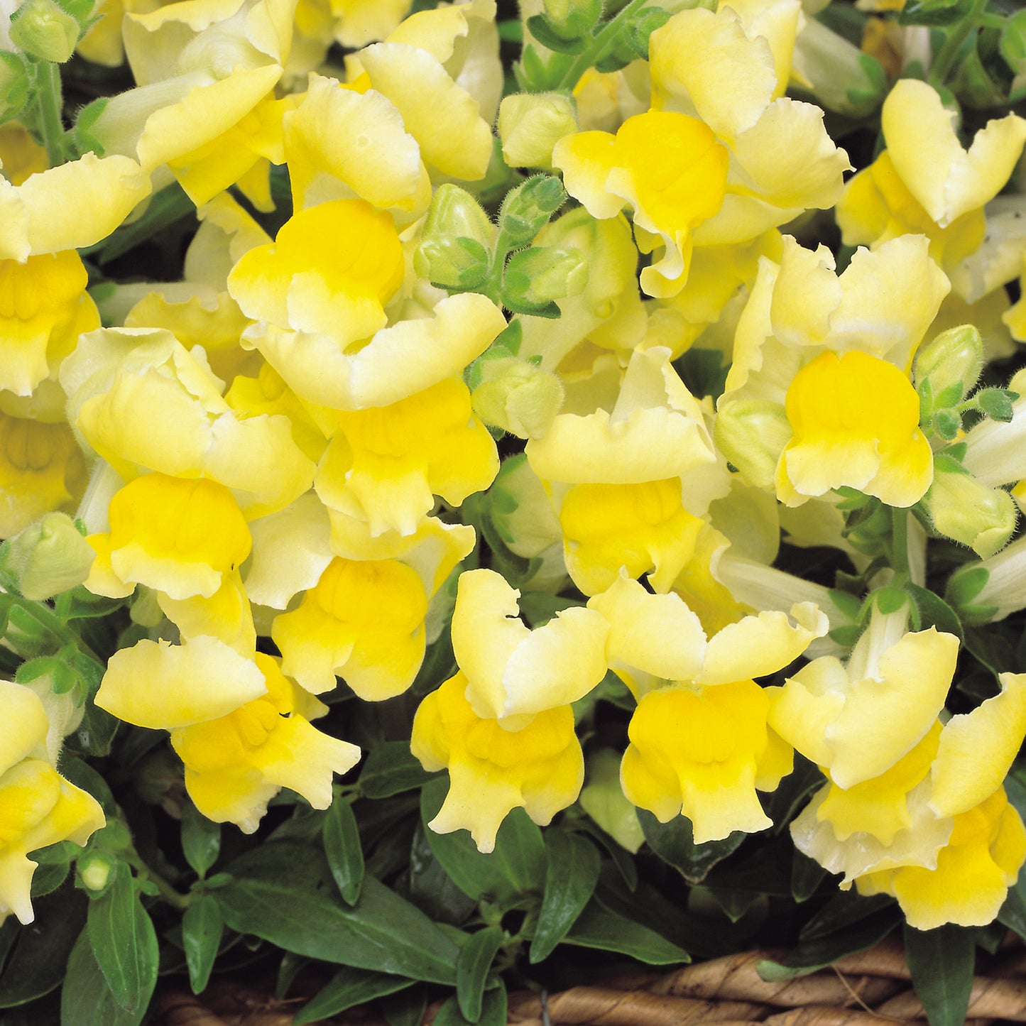 Bedding Plants - Antirrhinum F1 Appeal Yellow (6 Pack)