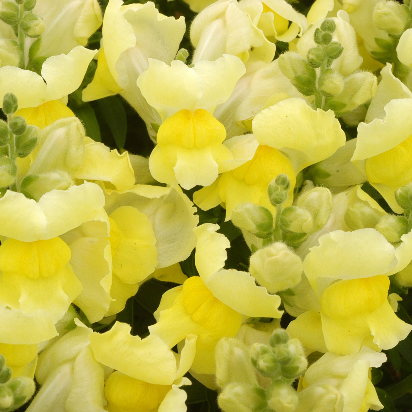 Bedding Plants - Antirrhinum F1 Appeal Yellow (6 Pack)