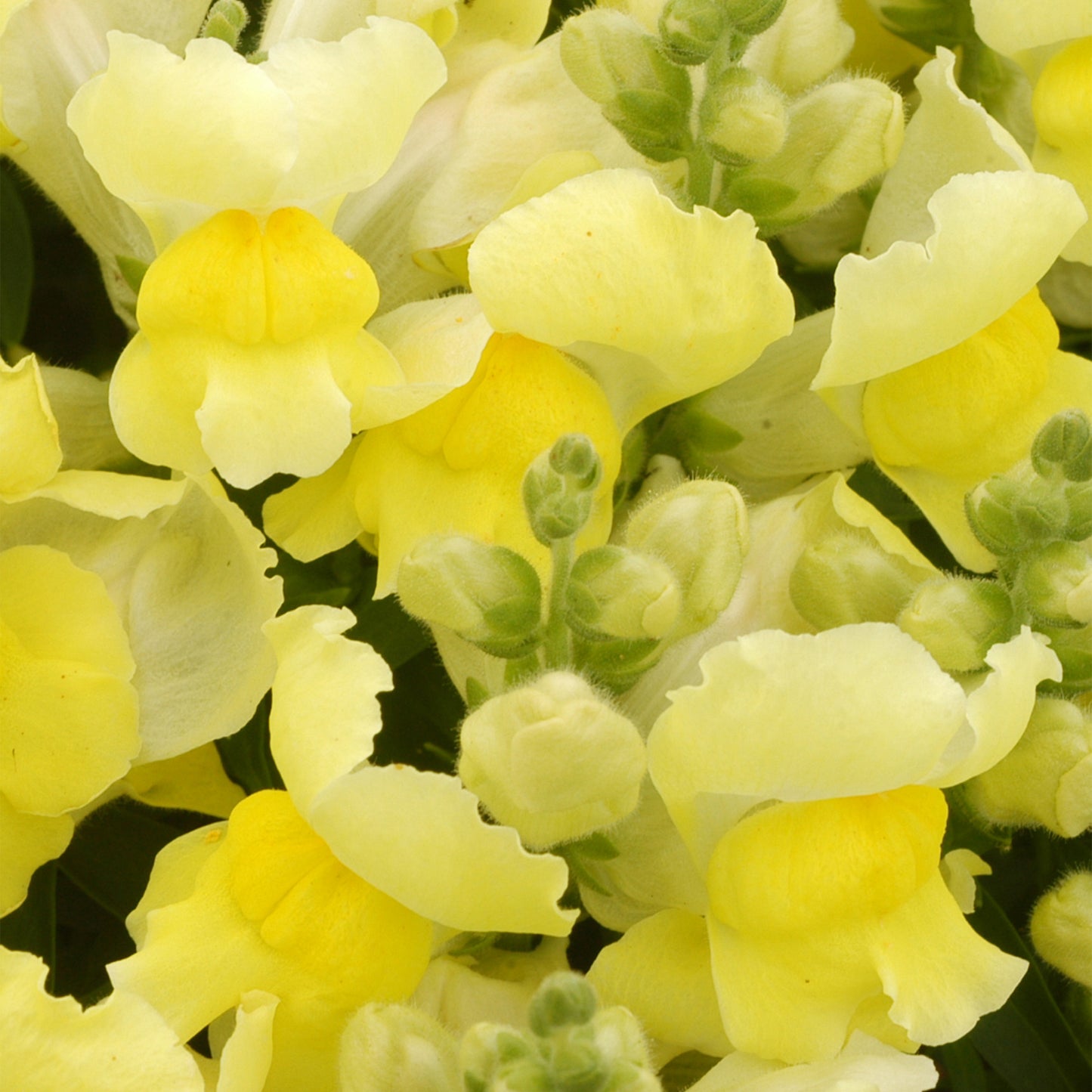 Bedding Plants - Antirrhinum F1 Appeal Yellow (6 Pack)