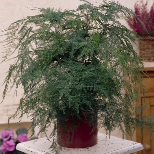 Asparagus plumosus (12cm, V2)