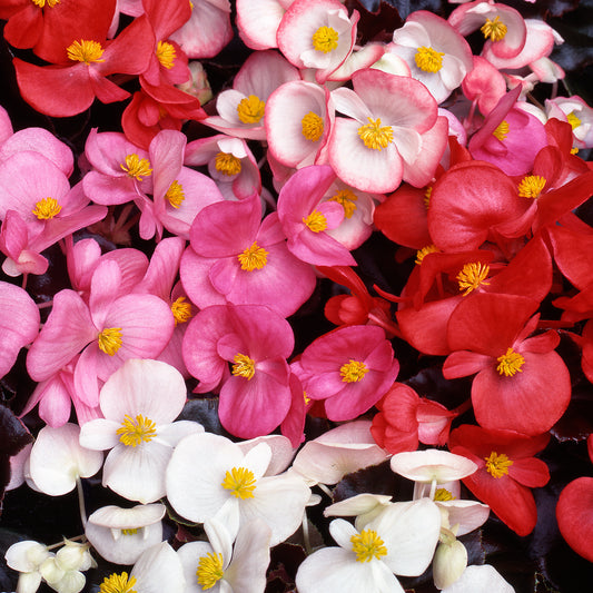 Bedding Plants - Begonia F1 Devil Mix (6 Pack)