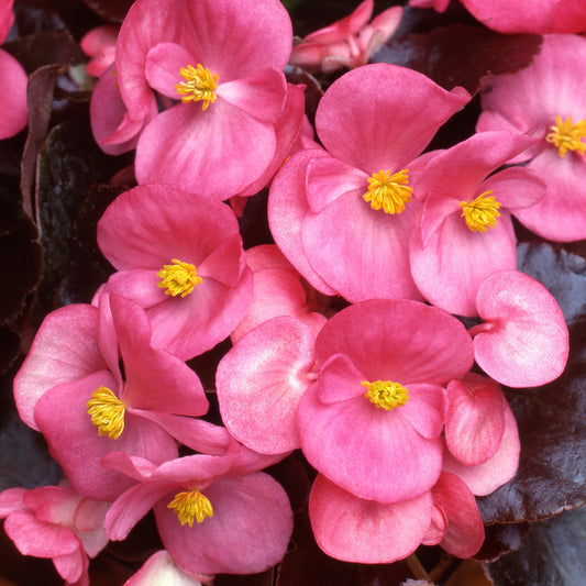 Bedding Plants - Begonia F1 Devil Pink (6 Pack)