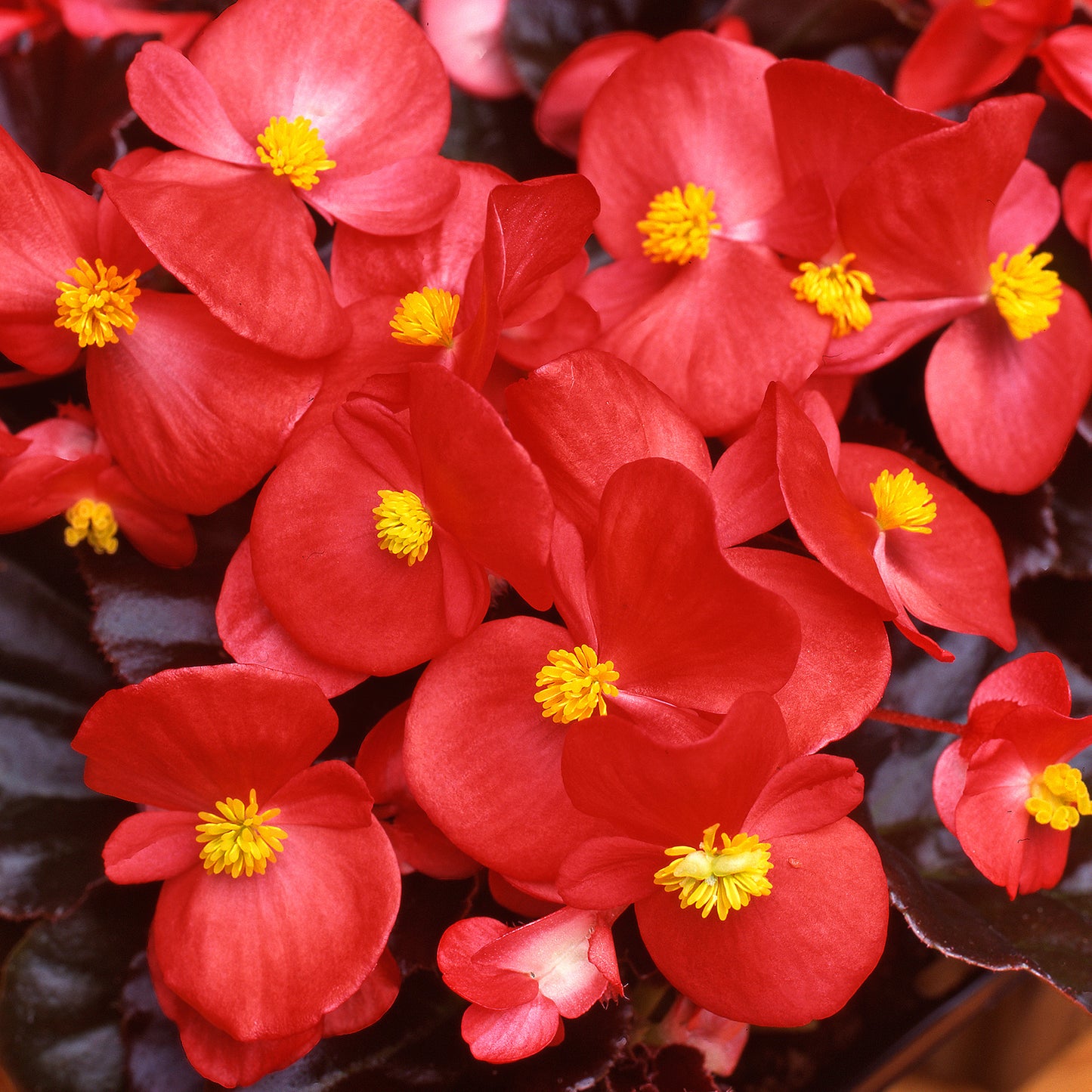 Bedding Plants - Begonia F1 Devil Red (6 Pack)