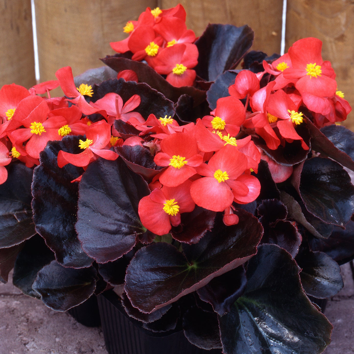 Bedding Plants - Begonia F1 Devil Red (6 Pack)