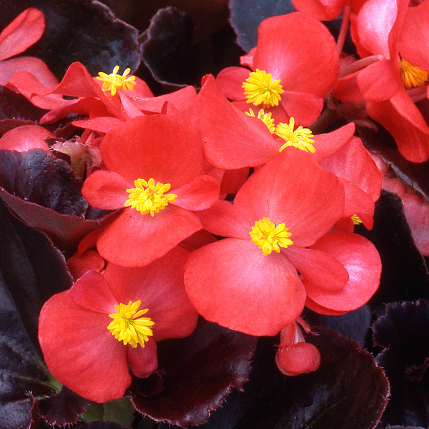 Bedding Plants - Begonia F1 Devil Red (6 Pack)