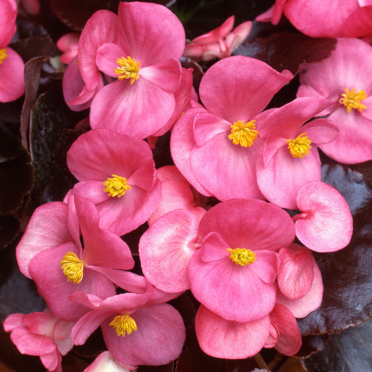 Bedding Plants - Begonia F1 Devil Rose (6 Pack)
