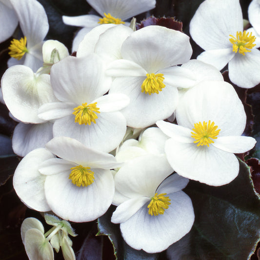 Bedding Plants - Begonia F1 Devil White (6 Pack)