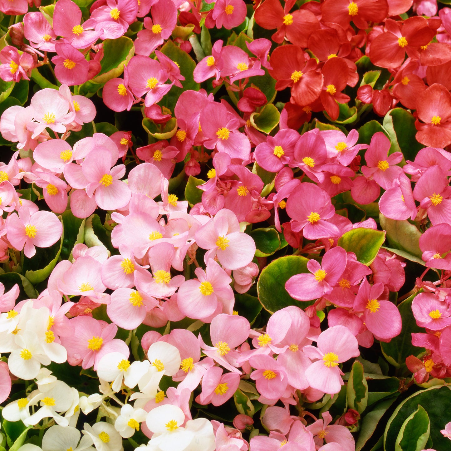 Bedding Plants - Begonia F1 Heaven Mix (6 Pack)