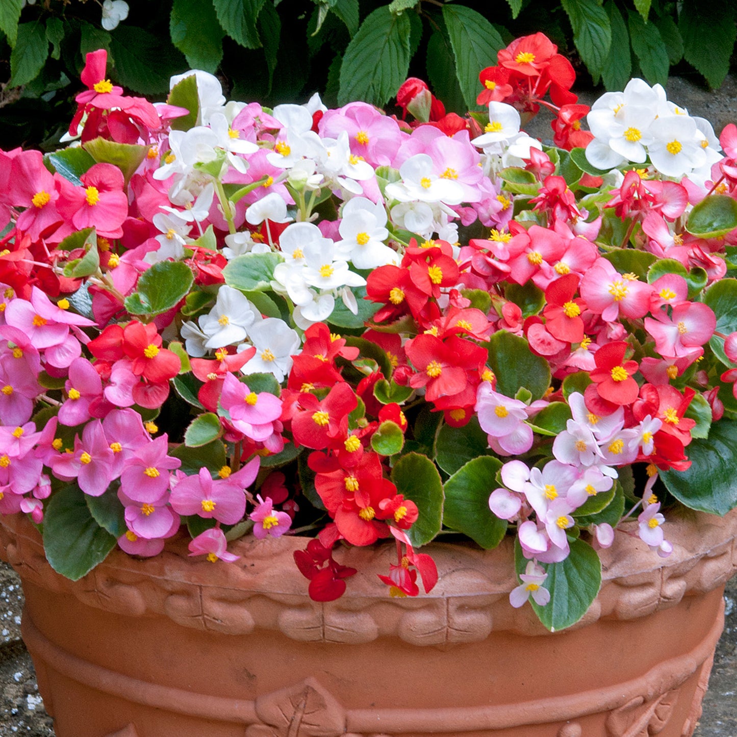 Bedding Plants - Begonia F1 Heaven Mix (6 Pack)