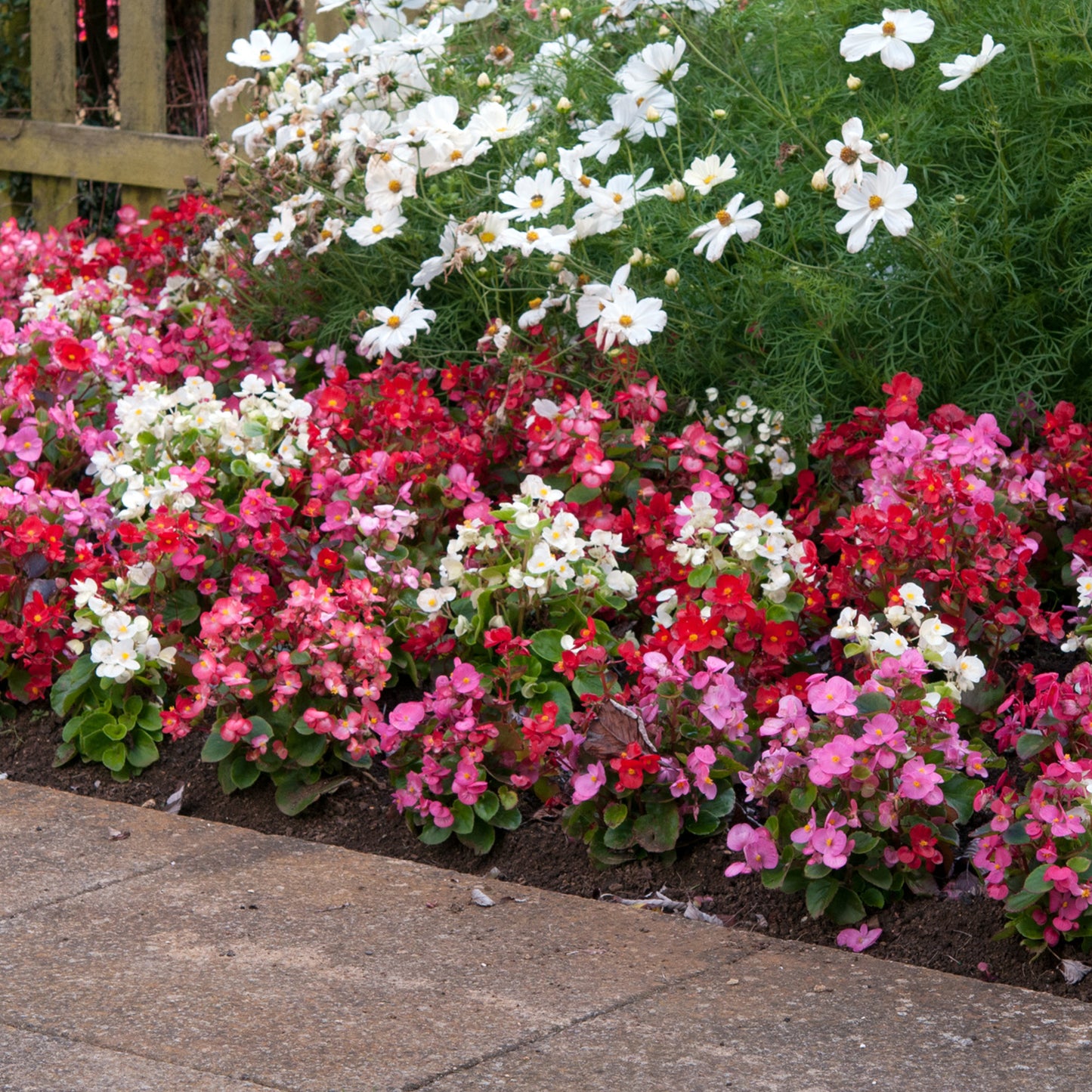 Bedding Plants - Begonia F1 Heaven Mix (6 Pack)