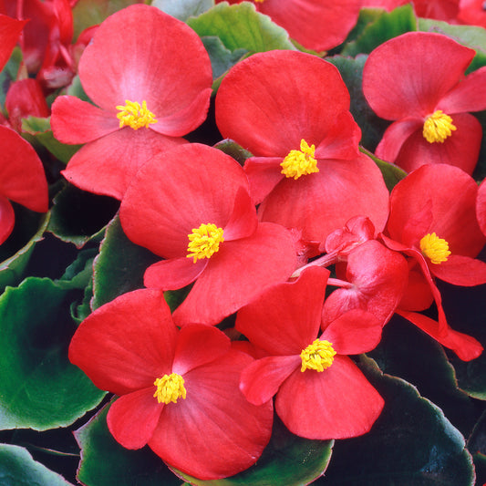 Bedding Plants - Begonia F1 Heaven Red (6 Pack)