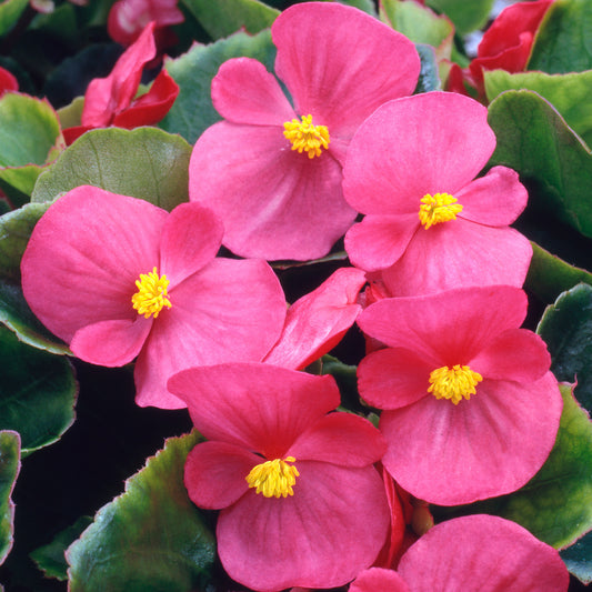 Bedding Plants - Begonia F1 Heaven Rose (6 Pack)