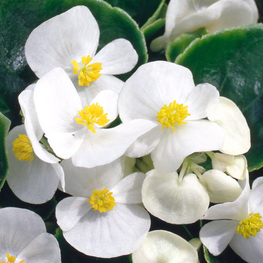 Bedding Plants - Begonia F1 Heaven White (6 Pack)