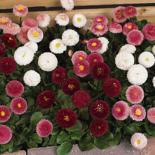 Bedding Plants - Bellis Bellissima Mixed (6 Pack)